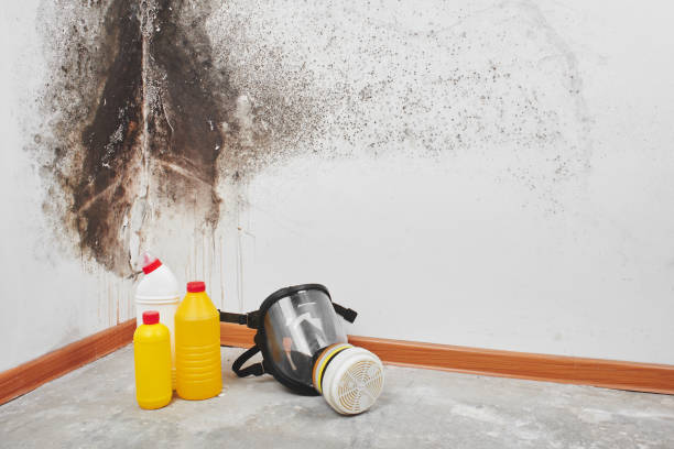 Best Commercial Mold Removal  in South Pasadena, FL