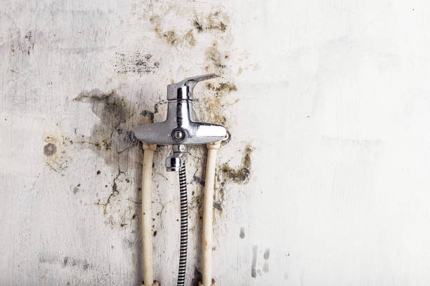 Best Mold Cleaning Services  in South Pasadena, FL
