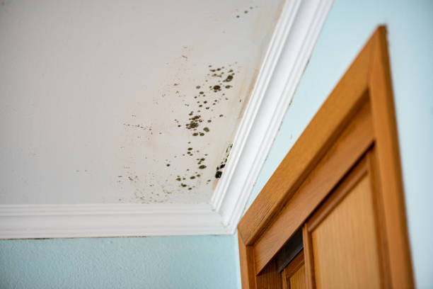 Best Commercial Mold Removal  in South Pasadena, FL