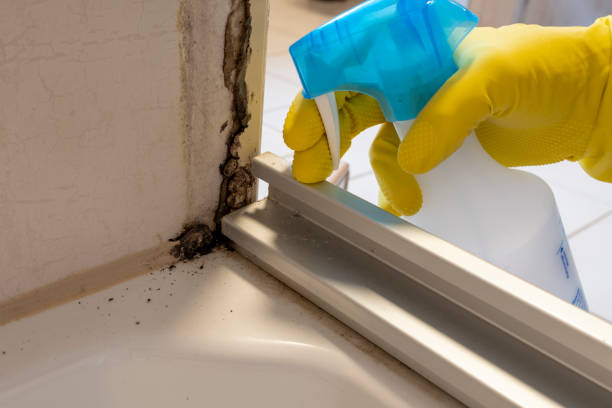 Trusted South Pasadena, FL Mold Removal Experts